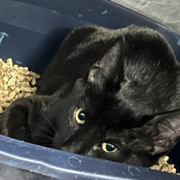 McRib -  Domestic Short Hair Cat for Adoption in Franklin, North Carolina - McRib | PetCurious