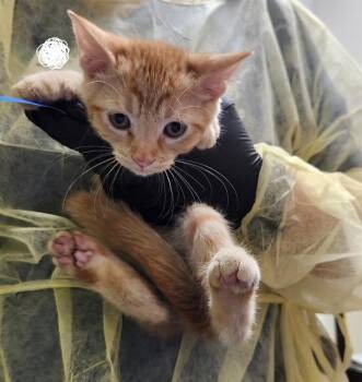 FAIRYTALE -  Domestic Short Hair Cat for Adoption in Pueblo, Colorado - FAIRYTALE | PetCurious