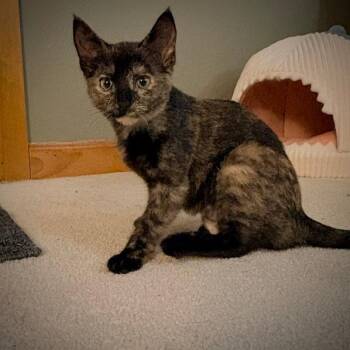 Annie -  Domestic Short Hair Cat for Adoption in Green Bay, Wisconsin - Annie | PetCurious