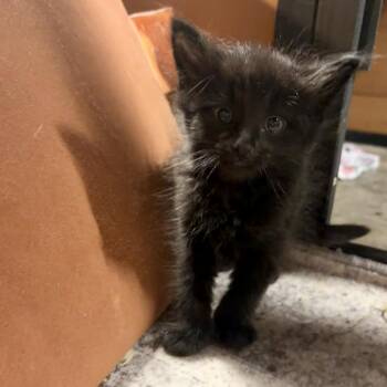 Bruce -  Domestic Long Hair Cat for Adoption in Kansas City, Missouri - Bruce | PetCurious