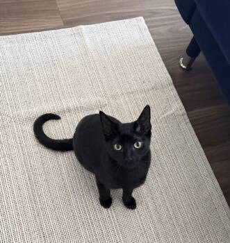 MYRA -  Domestic Short Hair Cat for Adoption in Broomfield, Colorado - MYRA | PetCurious