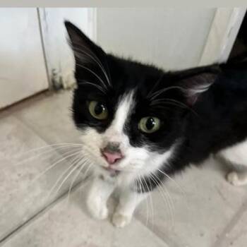Domestic Long Hair Cats Available for Adoption in Liverpool, Texas - Priscilla | PetCurious