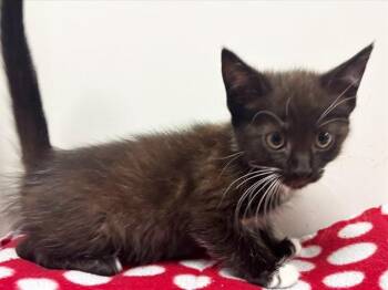 JINA -  Domestic Short Hair Cat for Adoption in Sacramento, California - JINA | PetCurious