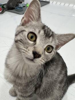 Parsley -  Domestic Medium Hair Cat for Adoption in Nashville, Tennessee - Parsley | PetCurious