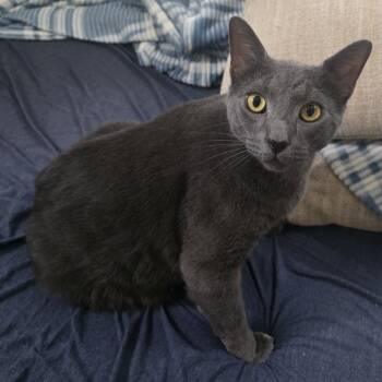 Domestic Short Hair Cats Available for Adoption in Jupiter, Florida - Blue | PetCurious