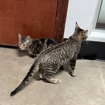 Timmy Trapper -  Domestic Short Hair Cat for Adoption in Las Vegas, Nevada - Timmy Trapper | PetCurious