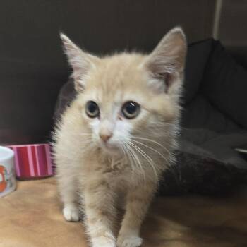 Bottie 26-0558 -  Domestic Short Hair Cat for Adoption in Yanceyville, North Carolina - Bottie 26-0558 | PetCurious