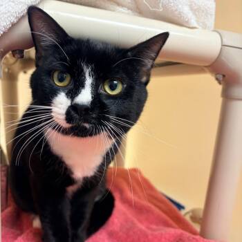 Domestic Short Hair Cats Available for Adoption in Harrisonburg, Virginia - Hector | PetCurious