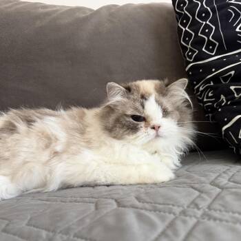 Sir Percy -  Persian and Ragdoll Cat for Adoption in Mount Rainier, Maryland - Sir Percy | PetCurious