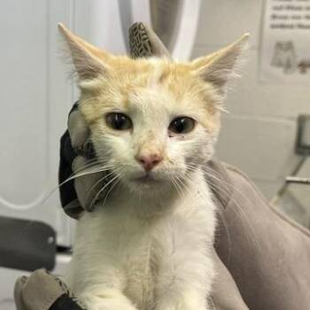 Crackers -  Domestic Short Hair Cat for Adoption in Murray, Utah - Crackers | PetCurious