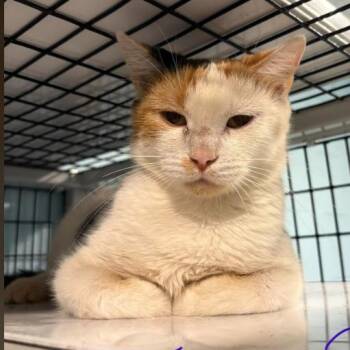 Fizz C26-284 -  Domestic Short Hair Cat for Adoption in Lebanon, Tennessee - Fizz C26-284 | PetCurious