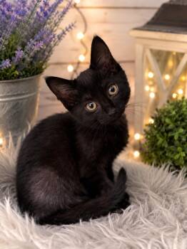 Narcissa -  Domestic Short Hair Cat for Adoption in Chattanooga, Tennessee - Narcissa | PetCurious