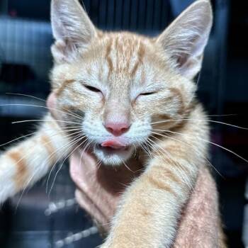 Howler Monkey -  Domestic Short Hair Cat for Adoption in Matteson, Illinois - Howler Monkey | PetCurious