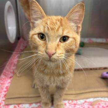 Eric Sparrow -  Domestic Short Hair Cat for Adoption in Belleville, Illinois - Eric Sparrow | PetCurious