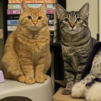 Rescue Domestic Long Hair and Domestic Short Hair Cats for Adoption in Lakesite, Tennessee - PINKY & THE BRAIN | PetCurious