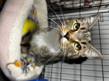 Rescue Domestic Short Hair Cats for Adoption in Cape May, New Jersey - Sprinkles | PetCurious