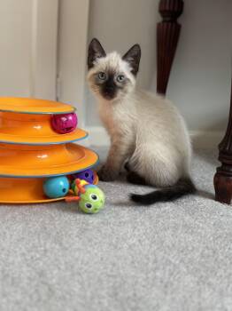 Napoleon -  Siamese Cat for Adoption in Helendale, California - Napoleon | PetCurious