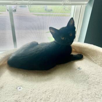 Vader -  Domestic Short Hair Cat for Adoption in Bentonville, Arkansas - Vader | PetCurious