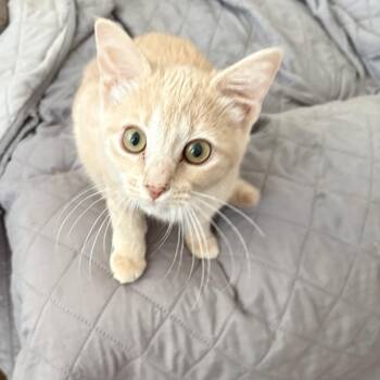 Adoption Event Sun, Sep 20th Petsmart Wayne -  Domestic Short Hair Cat for Adoption in North Arlington, New Jersey - Adoption Event Sun, Sep 20th Petsmart Wayne | PetCurious