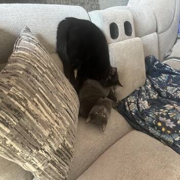 Domestic Short Hair Cats Available for Adoption - Charlie | PetCurious