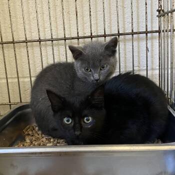 Stoney and Stormy -  Domestic Short Hair Cat for Adoption in King George, Virginia - Stoney And Stormy | PetCurious