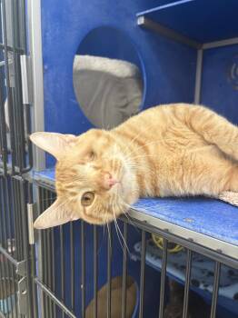 Mike Tyson -  Tabby Cat for Adoption in Webster, Wisconsin - Mike Tyson | PetCurious