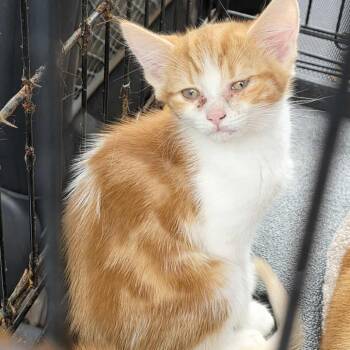 Rescue Domestic Short Hair Cats for Adoption in Huntington, West Virginia - Jinx | PetCurious