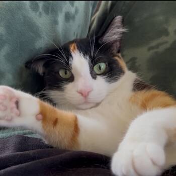 Rescue Domestic Short Hair Cats for Adoption in Los Angeles, California - Espresso | PetCurious