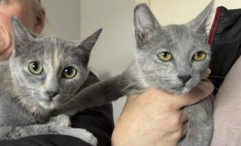 Domestic Short Hair Cats Available for Adoption - Joy And Shadow | PetCurious