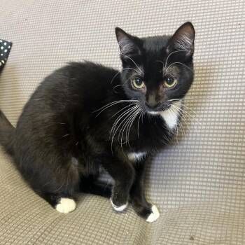 Domestic Short Hair Cats Available for Adoption in Buffalo, Minnesota - Phyllis | PetCurious
