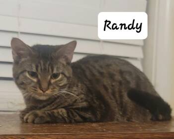 Randy -  Tabby Cat for Adoption in Versailles, Kentucky - Randy | PetCurious