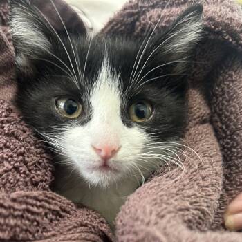 Rescue Domestic Short Hair Cats for Adoption in North Canton, Ohio - Kristoff | PetCurious