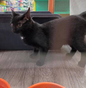 Domestic Short Hair Cats Available for Adoption in Town 