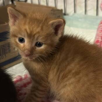 Scorpius -  Domestic Short Hair Cat Available for Adoption in Johnstown, Pennsylvania - Scorpius | PetCurious