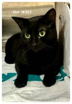 NOIR (see also CECE) -  Domestic Short Hair Cat for Adoption in Marietta, Georgia - NOIR (see Also CECE) | PetCurious