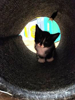 Domestic Short Hair and Tuxedo Cats Available for Adoption in Wheaton, Illinois - Lysol | PetCurious