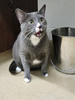 TOM -  Domestic Short Hair Cat for Adoption in Derwood, Maryland - TOM | PetCurious