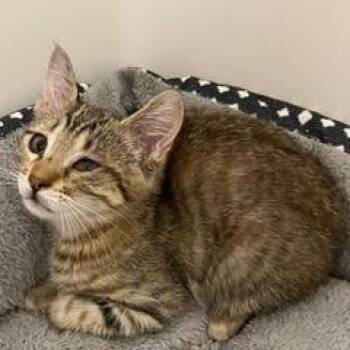 Richie -  Tabby Cat for Adoption in Green Valley, Arizona - Richie | PetCurious