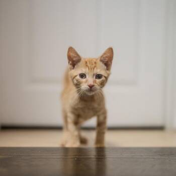 Chip -  Domestic Short Hair Cat for Adoption in Pawling, New York - Chip | PetCurious