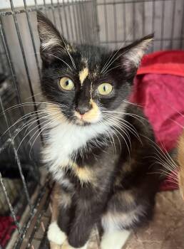 Domestic Short Hair Cats Available for Adoption in Stuart, Virginia - Emma | PetCurious