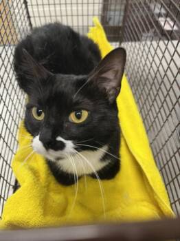 AZULA -  Domestic Short Hair Cat for Adoption in Loveland, Colorado - AZULA | PetCurious