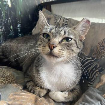 Kite Flyer -  Domestic Short Hair Cat for Adoption in Franklin, Tennessee - Kite Flyer | PetCurious