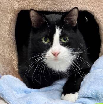 Domestic Short Hair Cats Available for Adoption in Columbia, Illinois - Hamlin | PetCurious