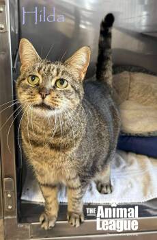 Domestic Short Hair Cats Available for Adoption - Hilda | PetCurious
