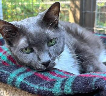 Rescue Domestic Short Hair Cats for Adoption in Maple Ridge, British Columbia - Piri | PetCurious