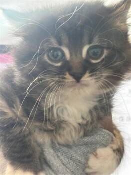 Moony -  Domestic Long Hair and Domestic Short Hair Cat for Adoption in West Chester, Pennsylvania - Moony | PetCurious