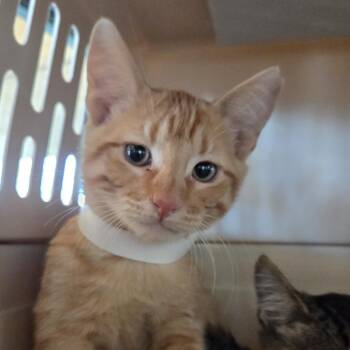 Lewis -  Domestic Short Hair Cat for Adoption in Leander, Texas - Lewis | PetCurious