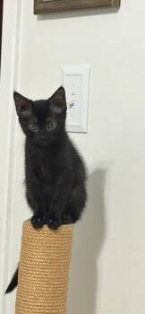 Onyx -  Domestic Short Hair Cat for Adoption in Ruskin, Florida - Onyx | PetCurious