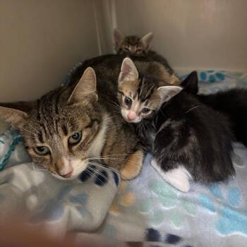 Domestic Medium Hair Cats Available for Adoption in Lake Jackson, Texas - Pip | PetCurious