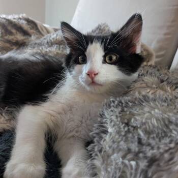 Turquoise -  Domestic Medium Hair Cat for Adoption in Abbotsford, British Columbia - Turquoise | PetCurious